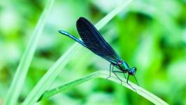 62559c684cbd5-nicolas-charlier-photographie-retouche-photo-nature.jpeg